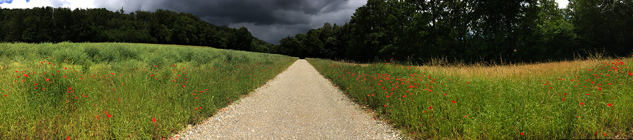 Poppy Field, Kappel SO, Switzerland