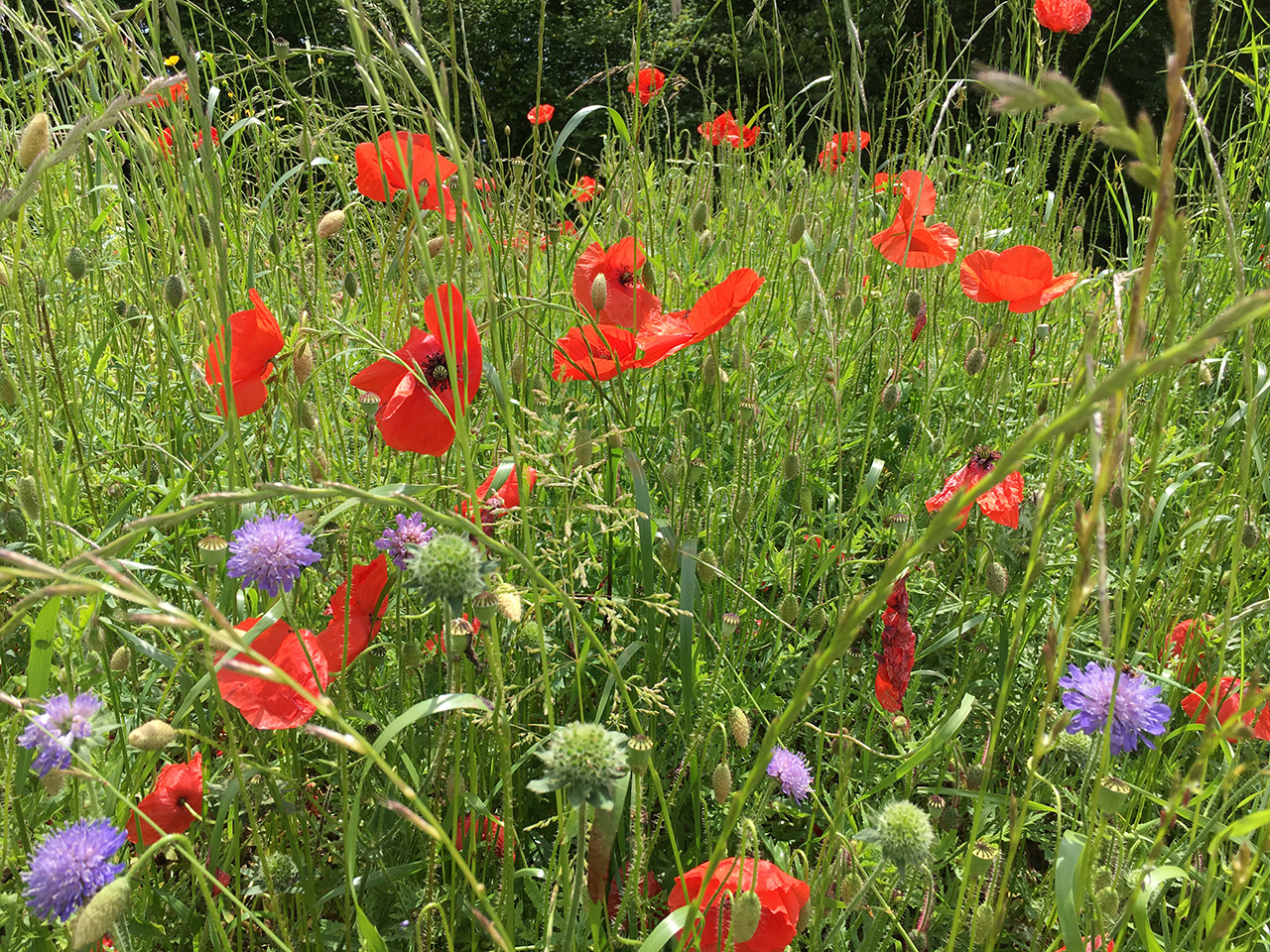 Poppy Field, Kappel SO, Switzerland