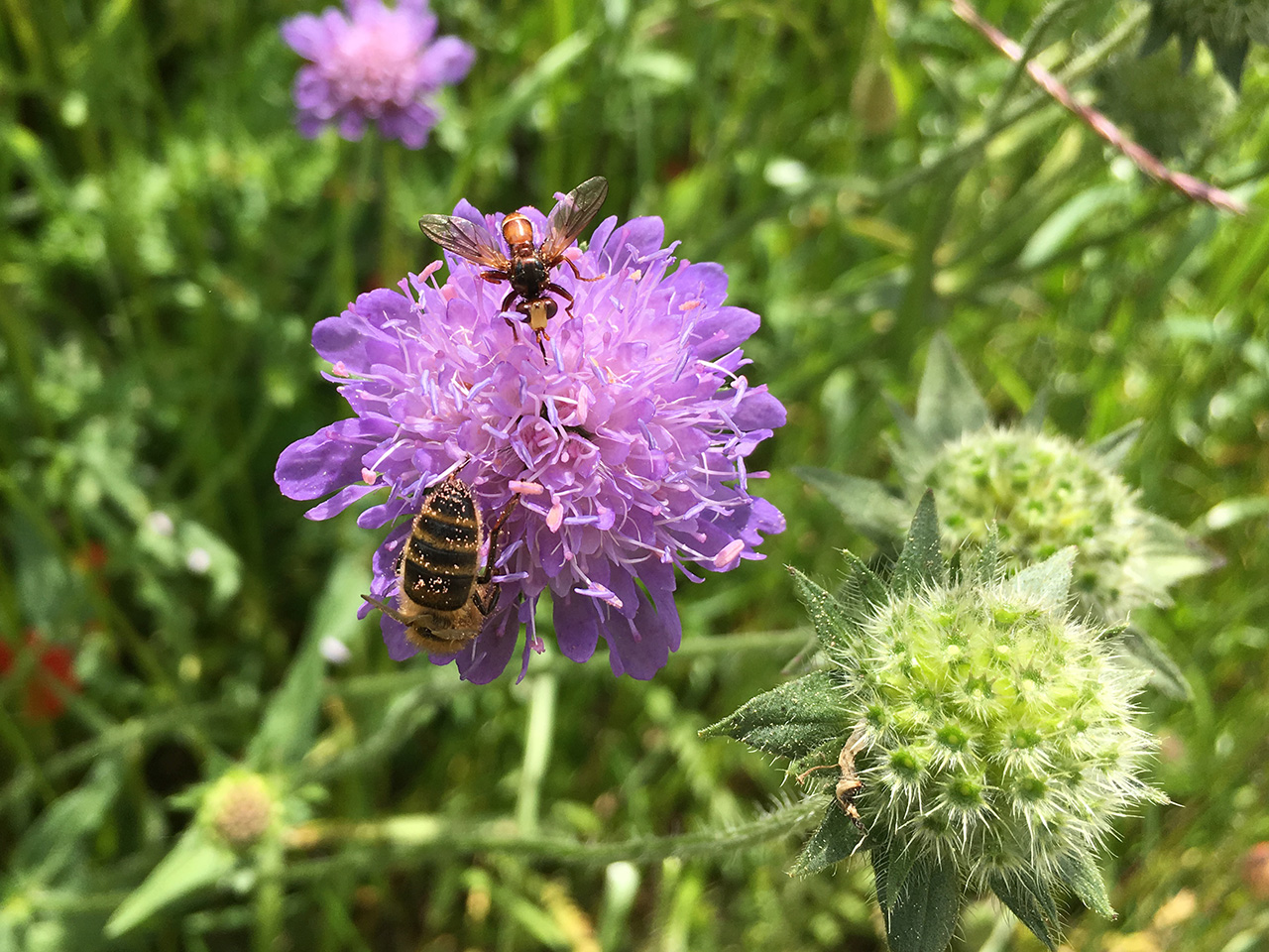 Bees looking for honey, Kappel SO