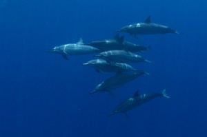 Hawaiian Dolphins