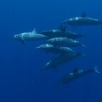 Bottleneck dolphins