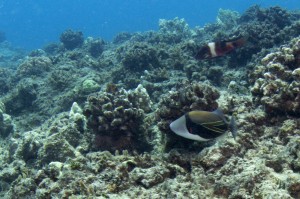 Reef triggerfish (Humuhumunukunukuapua'a)