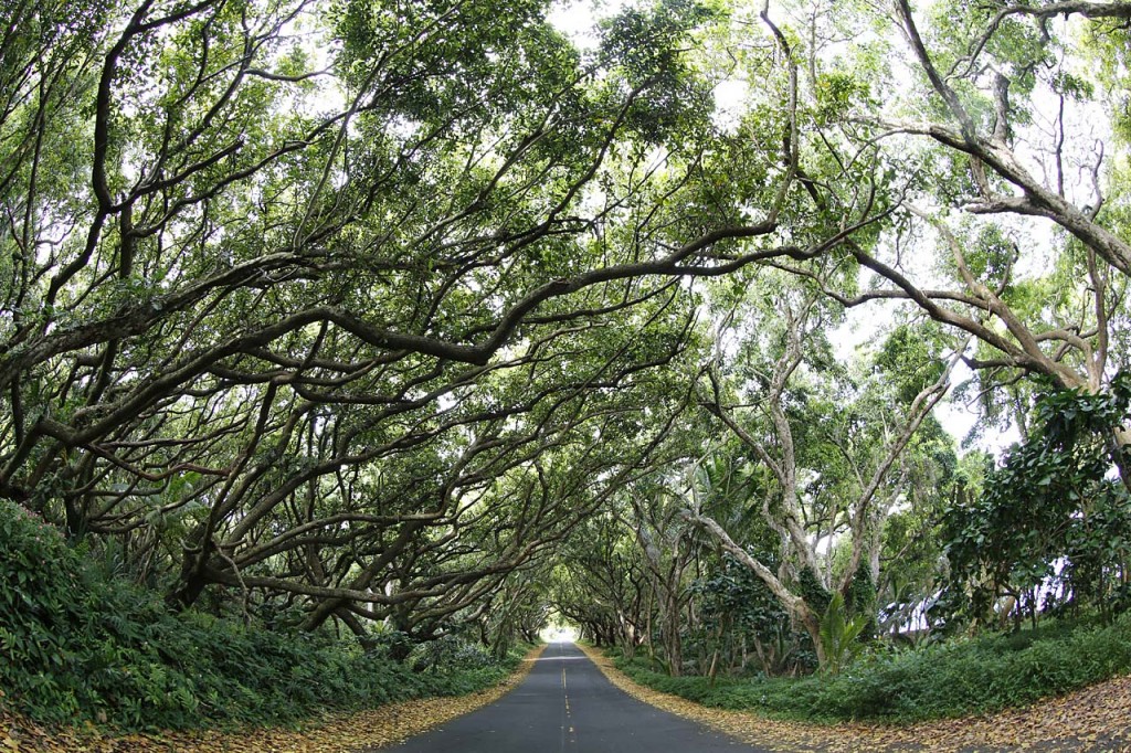 Tunnel road along the south coast