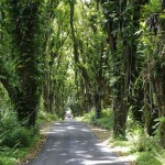 Mango Grove tunnel road