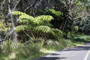 Hapu'u tree fern - summit walk