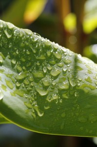 Detail of raindrops on Kahili ginger leaf