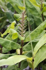 Kahili Ginger - Himalayan Yellow Ginger