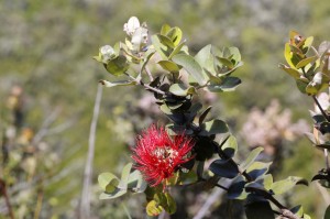 Ohia Lehua