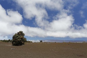 Ohia Lehua