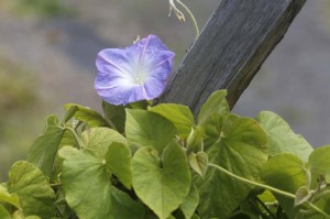 Native Hawaiian Morning Glory