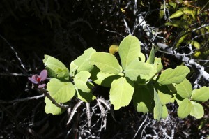 Leaves of Iliahi with tropical flush along Crater rim trail, Hawai'i Volcanoes National Park