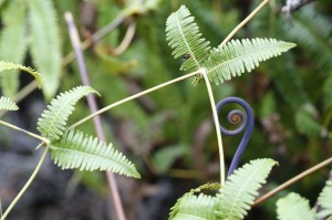 Both young fiddlehead and grown fern of Uluhe