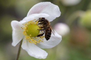 A bee is doing her work inside an Asian Anemone, an introduced species about to become invasive along certain areas of the trail