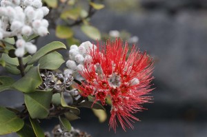 Lehua flower on an Ohia tree that has pioneered out onto the lava of the 1974 flow inside Kilauea Caldera, Hawai'i Volcanoes National Park