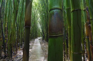 Famous Bamboo forest on the Pipiwai trail to the best waterfalls on Maui