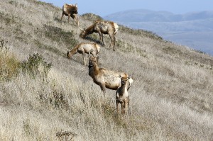 Tule Elk, Point Reyes National Seashore, California, USA