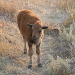 Young bison, GTNP, Wyoming, USA