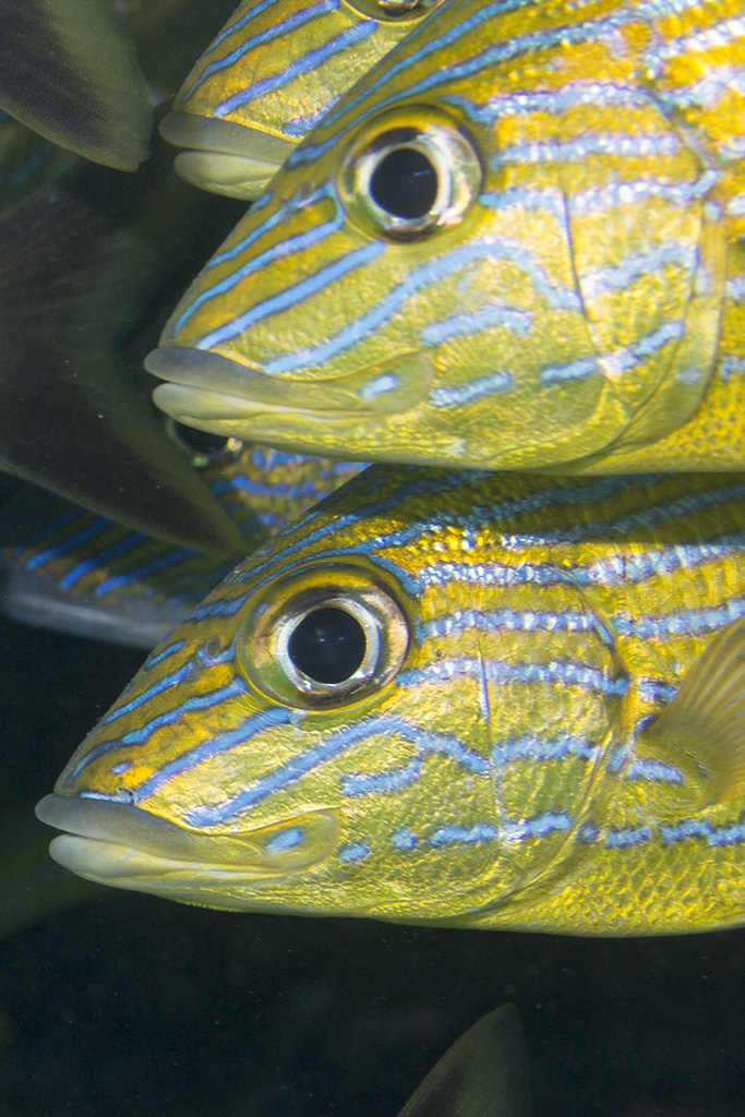 Blue striped grunt (Haemulon sciurus), Pickles Reef, Tavernier, Florida Keys, USA