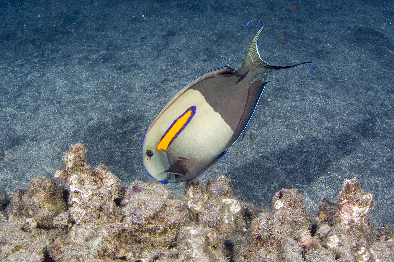 Orange spine surgeon fish (Acanthurus olivaceus), Hawaiian name Na'ena'e, Kailua-Kona, Big Island, Hawai'i 