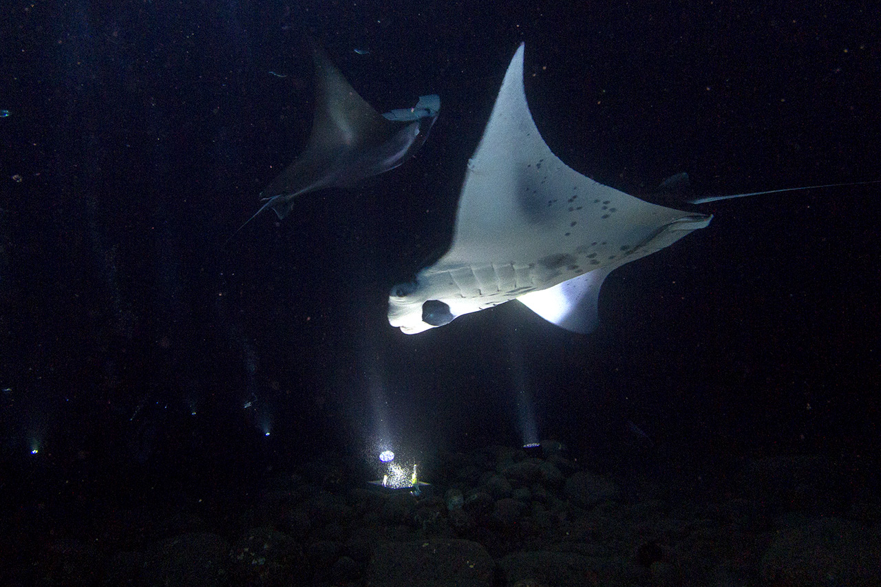 Manta and zooplankton ballet, Kailua-Kona, Big Island of Hawai'i, USA 