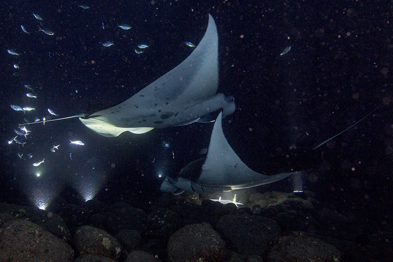 Manta, Manta, Kailua-Kona, Big Island of Hawai'i, USA