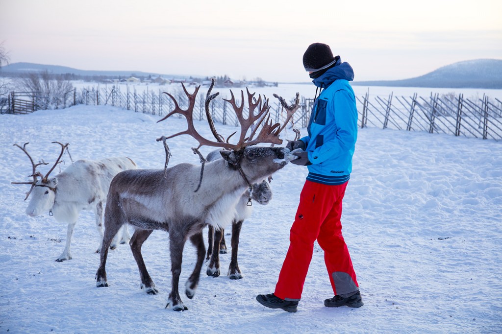 Feeding reindeer, Jukkarsjärvi, Swedish Lapland, Europe