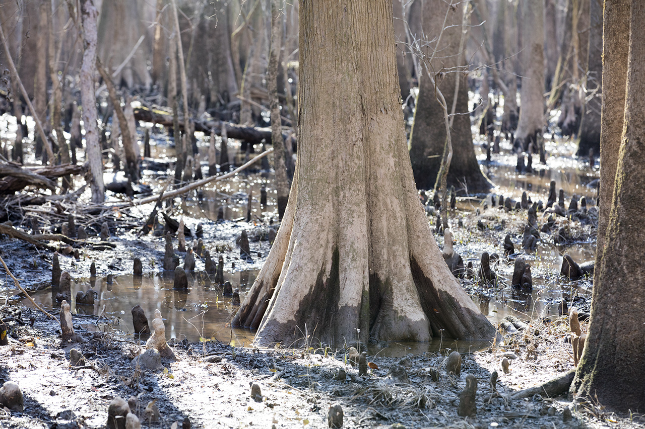 Cypress and tree knees, whose function are still unknown to science, Congaree National Park, South Carolina, USA