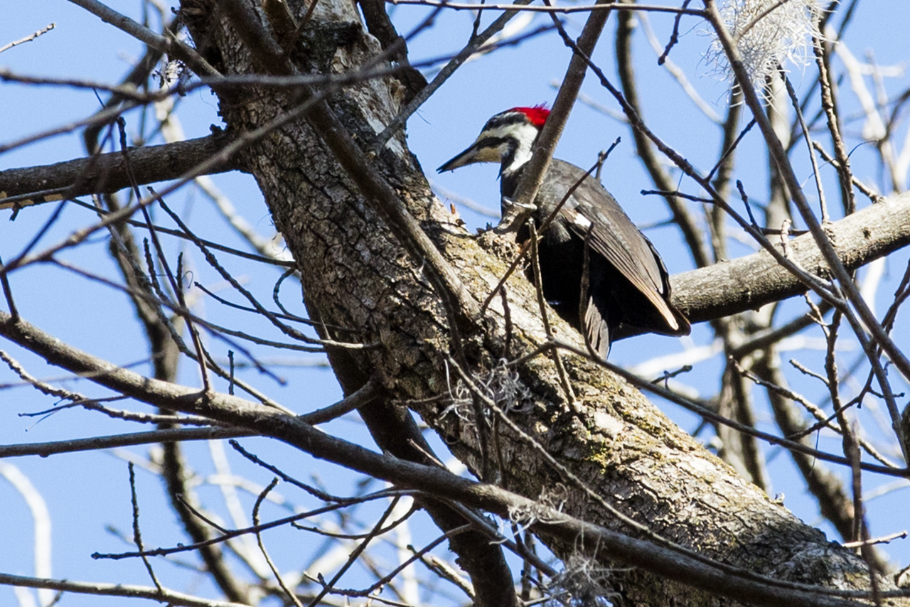 Woodpecker up a tree in Congaree National Park, South Carolina, USA