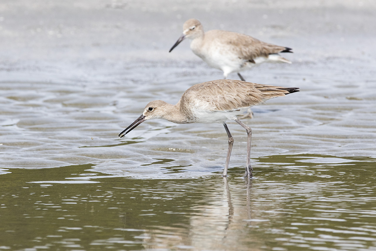 A Group of Willet found food (Tringa semipalmata), Kiawah Island, South Carolina