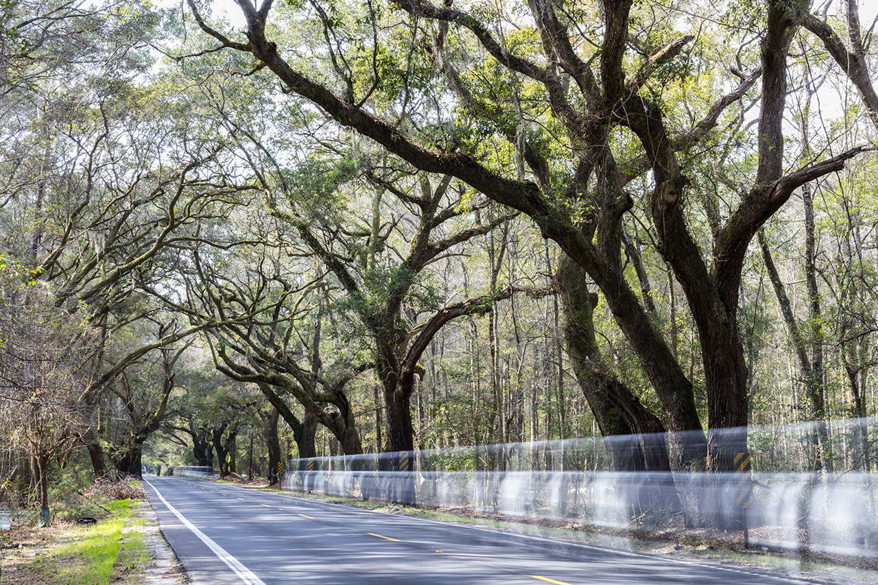 Tree-covered road to Kiawah Island, South Carolina, USA