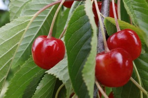 Cherry Trail Gipf-Oberfrick