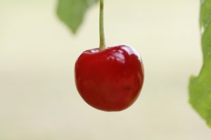 Cherry Trail Gipf-Oberfrick