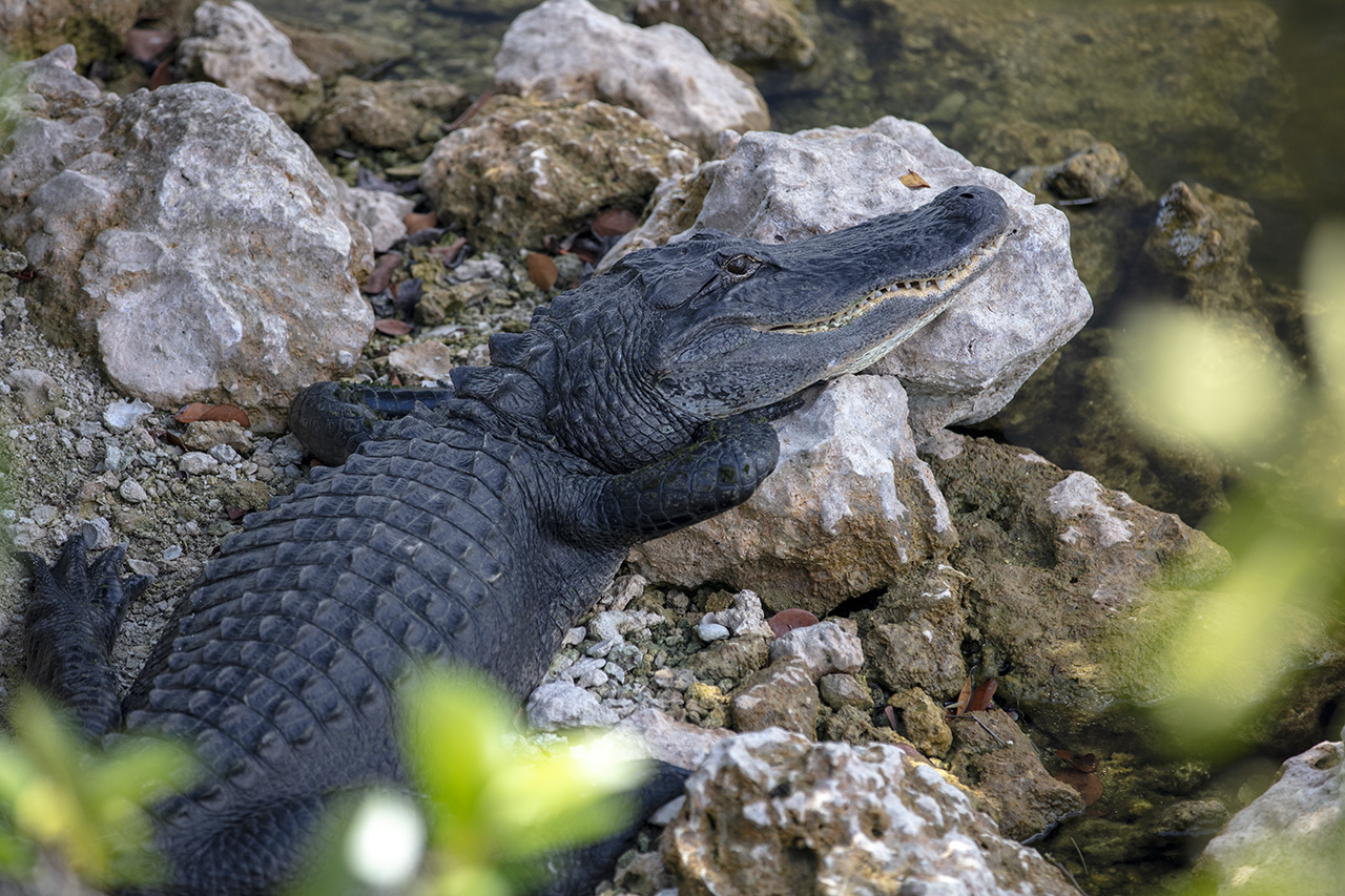 Sleeping Alligator, Big Cypress National Preserve, Florida, USA