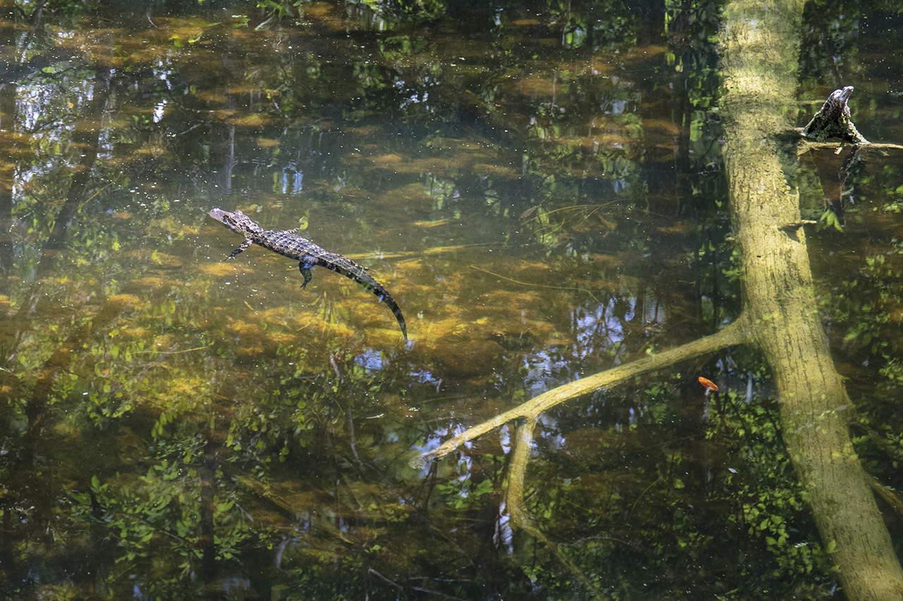 Swimming Alligator, Big Cypress, Florida, USA