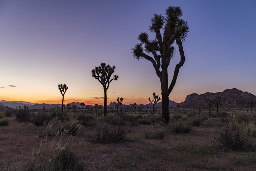 Joshua Tree National Park with dusk colors