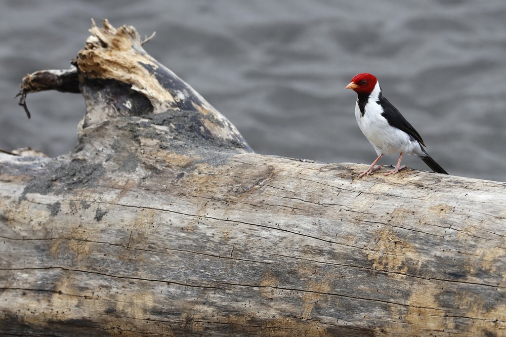 Yellow Billed Cardinal (Paroaria capitata), Waipi'o Valley, Big Island of Hawai'i, USA