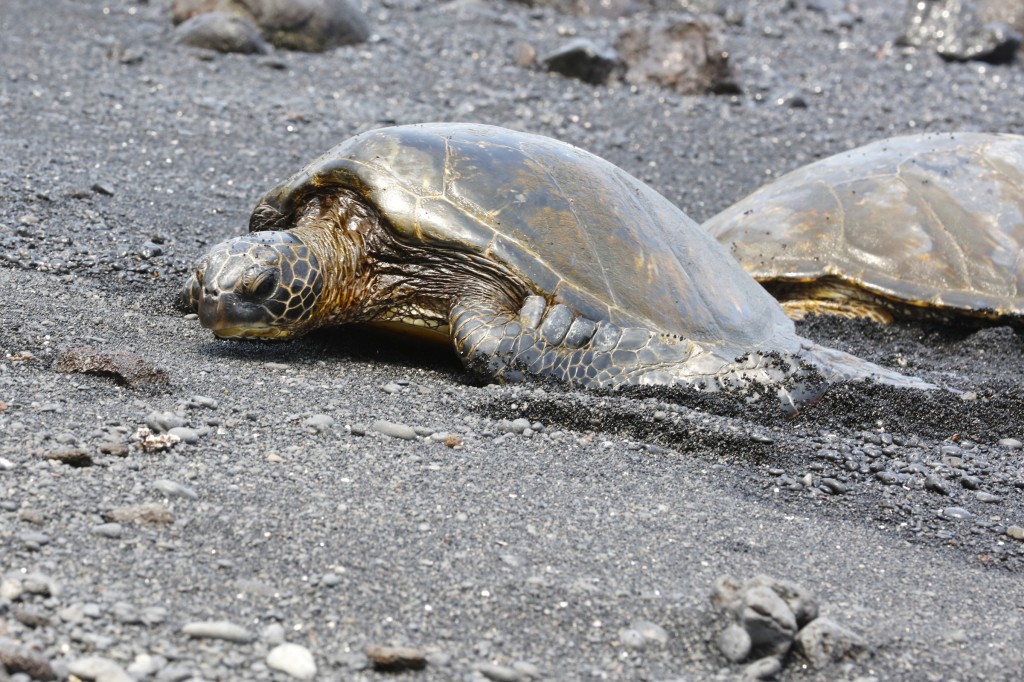 Honu, a resting turtle, at Punalu'u Beach, Big Island of Hawai'i, USA