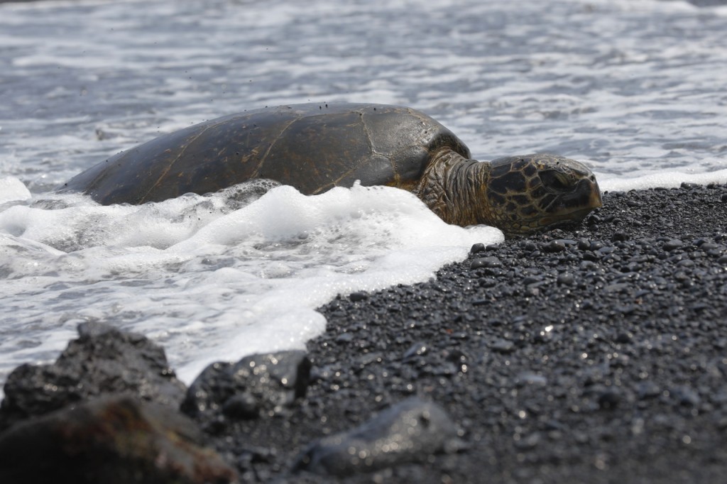 Honu, a resting turtle, at Punalu'u Beach, Big Island of Hawai'i, USA