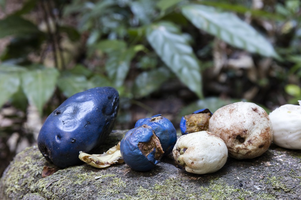 Local fruit including cassowary plum, Mossman Gorge, Queensland, Australia