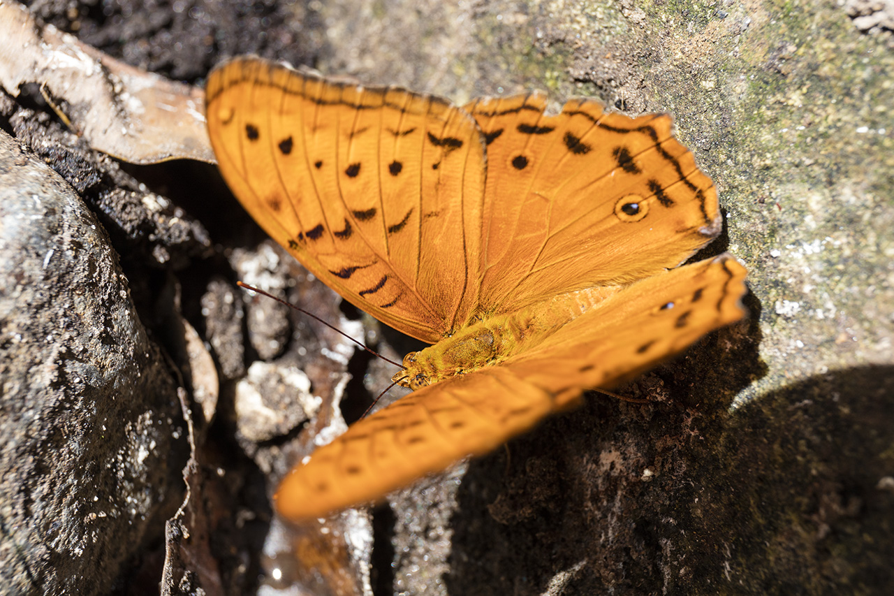 Orange cruiser butterfly (Vindula Arsinoe), Cape Tribulation, Queensland, Australia