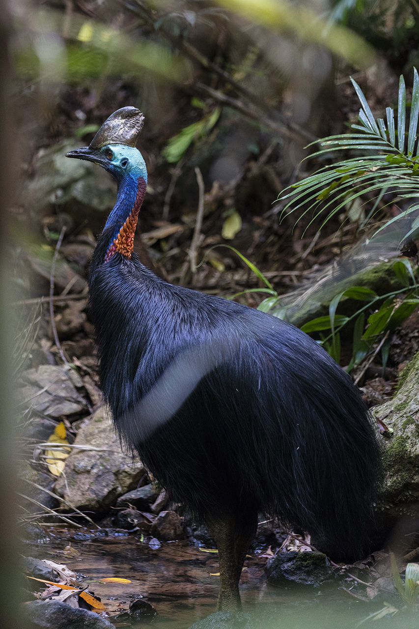 Wild Cassowary (Casuarius) in Daintree National Park, Queensland, Australia