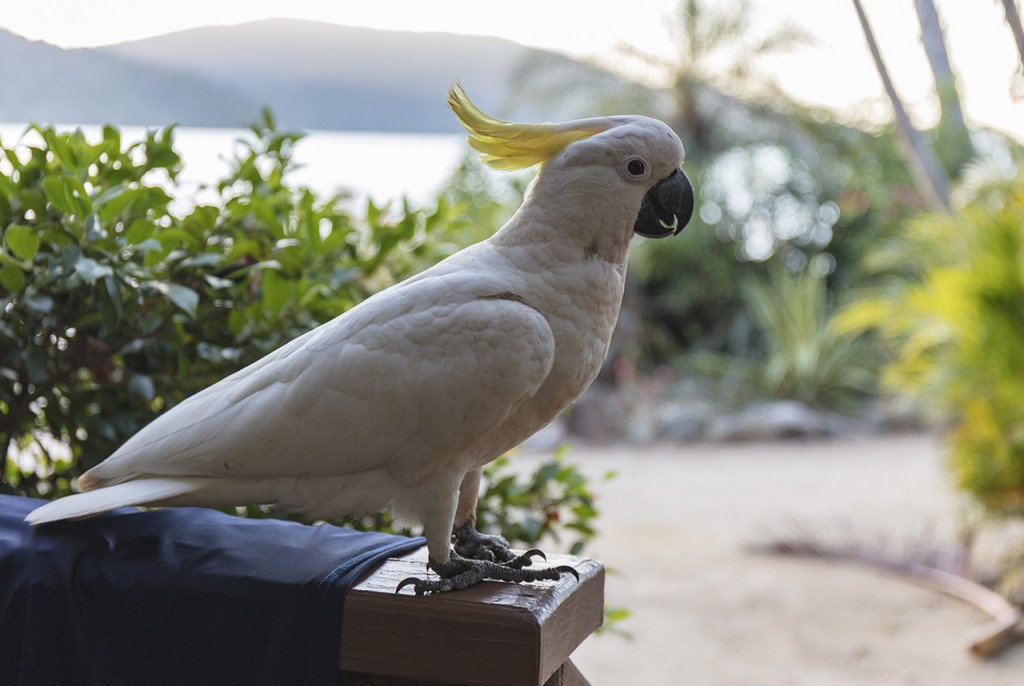 Wild yet tame Cockatoo, Palm Bay Resort, Whitsundays, Queensland, Australia