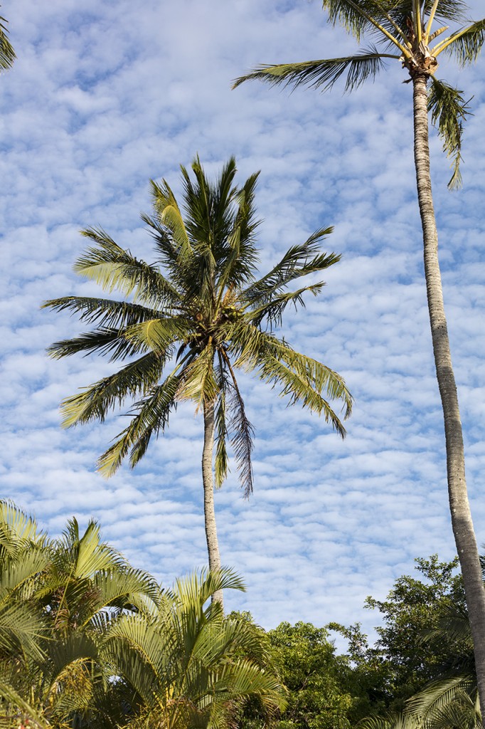 Palm at Palm Bay Resort, Palm Bay Resort, Whitsundays, Queensland, Australia