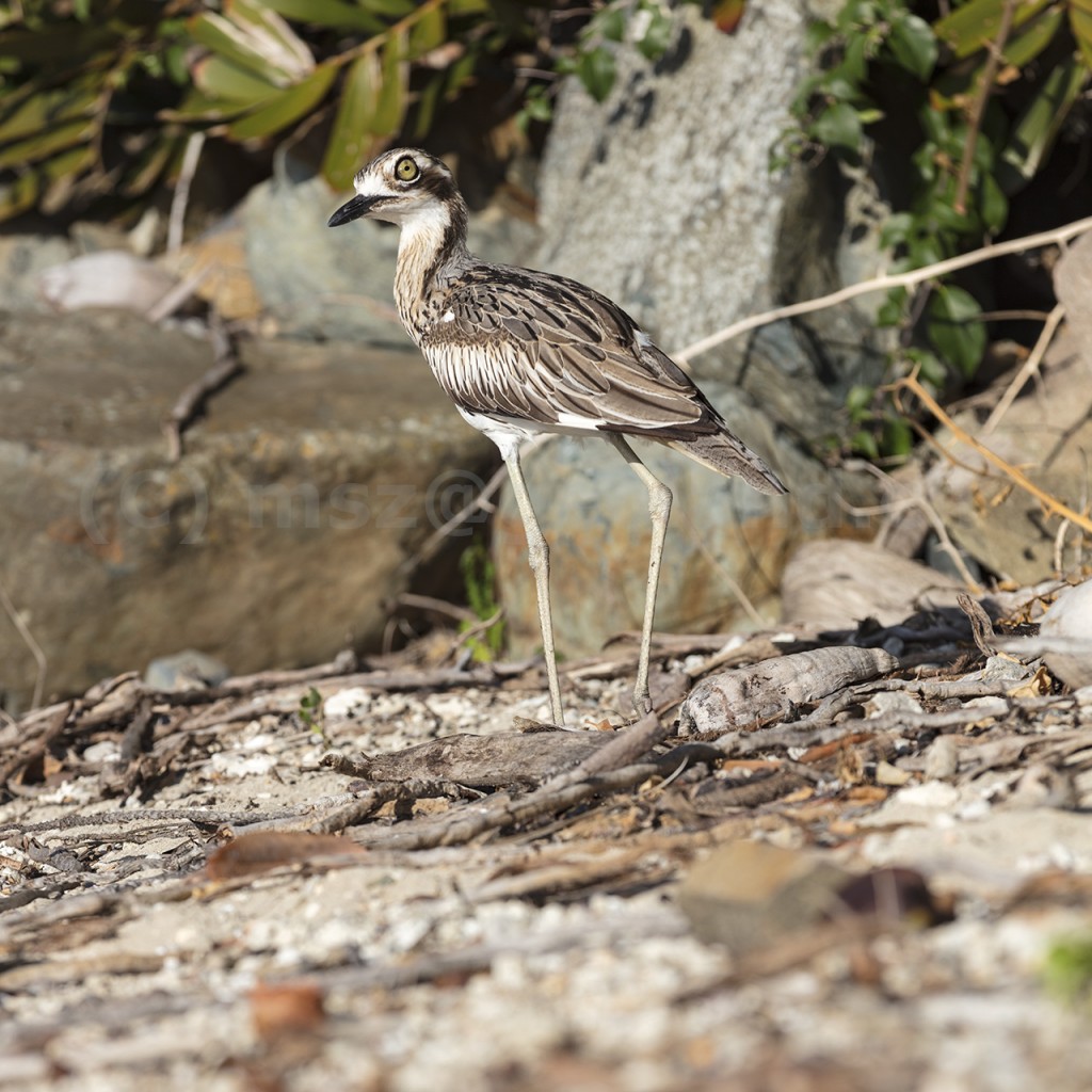 We call him Frederic, Palm Bay Resort, Whitsundays, Queensland, Australia