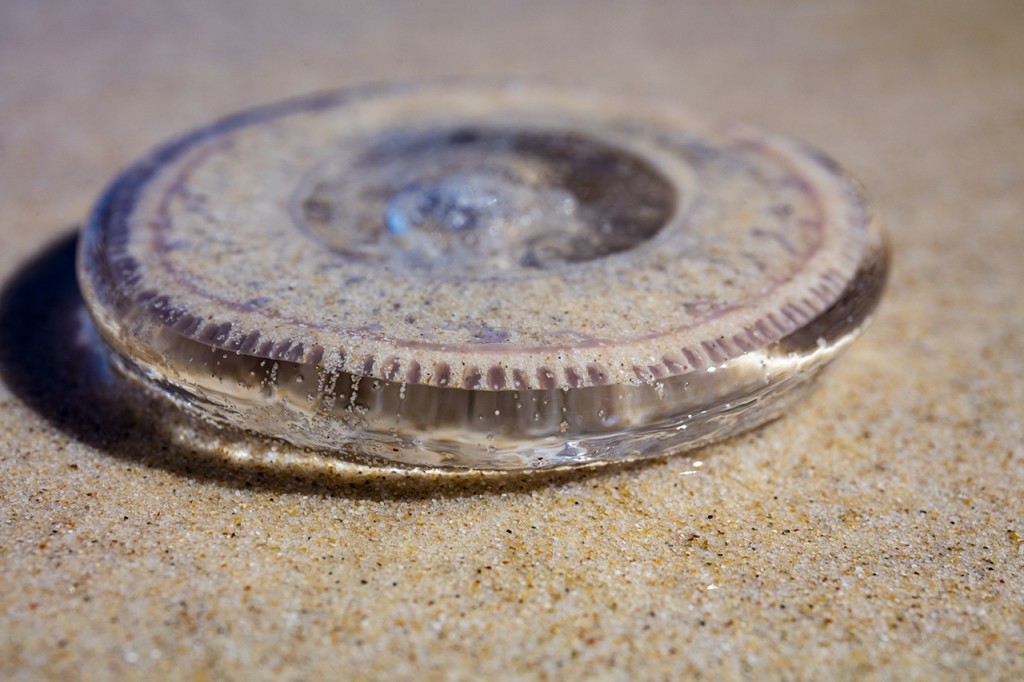 Jellyfish on Rainbow Beach, Queensland, Australia