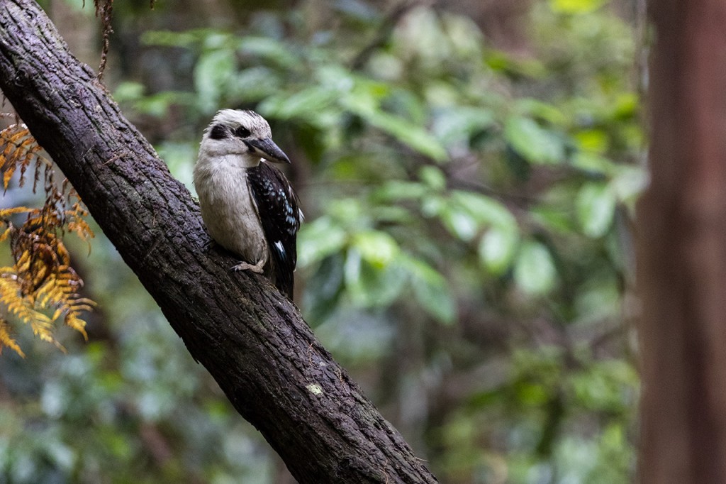 Blue winged Kookaburra (Dacelo leachii) in Springbrook NP <a href=