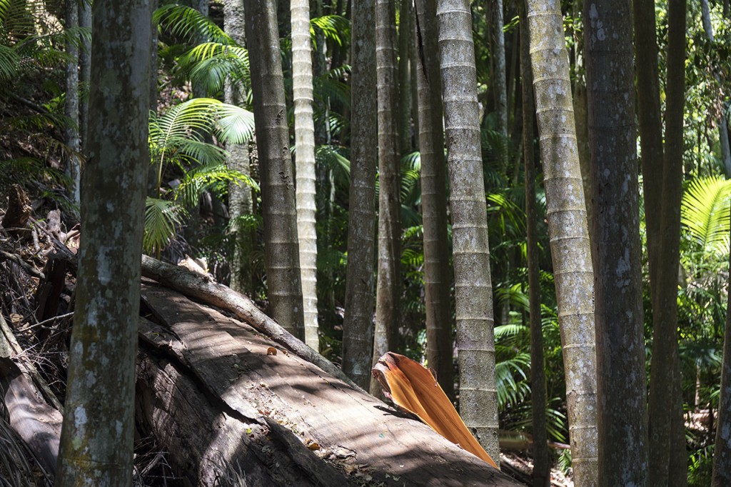 Lights in the rainforest, Tamborine National Park, Queensland, Australia