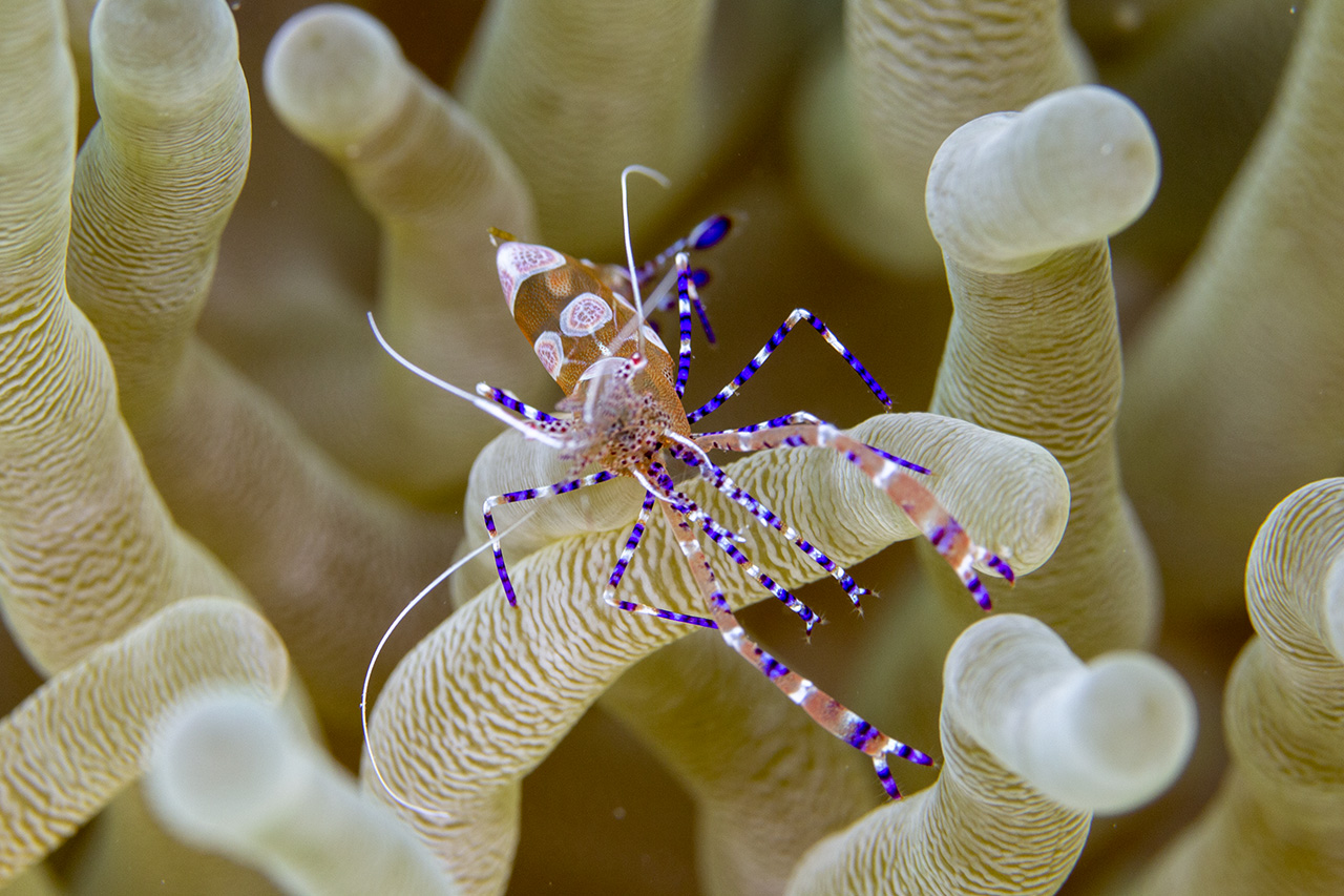 Spotted cleaner shrimp (Periclimenes yucatanicus) in Anemone, Tug boat dive, Curacao