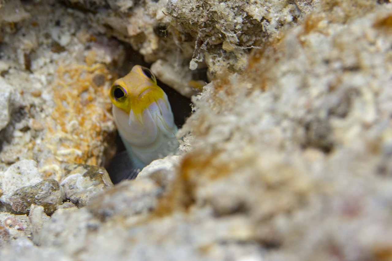 Yellow blenny hiding, Tug boat beach, Curacao