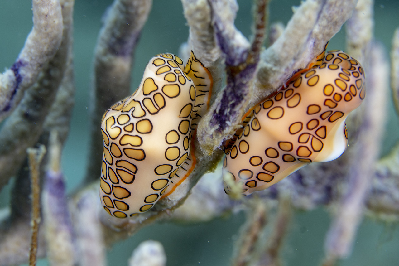 Flamingo tongue snail (Cyphoma gibbosum), Tug boat beach, Curacao